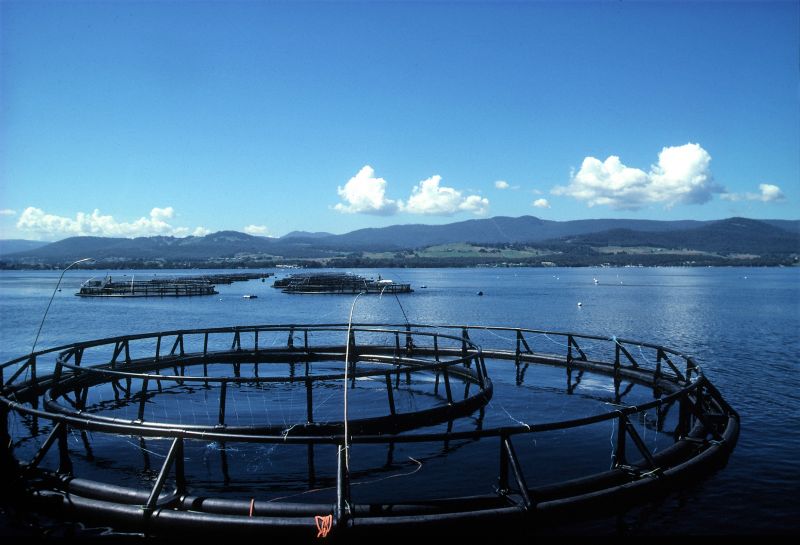CSIRO_ScienceImage_2514_A_Salmon_Farm_in_Tasmania_Australia.jpg