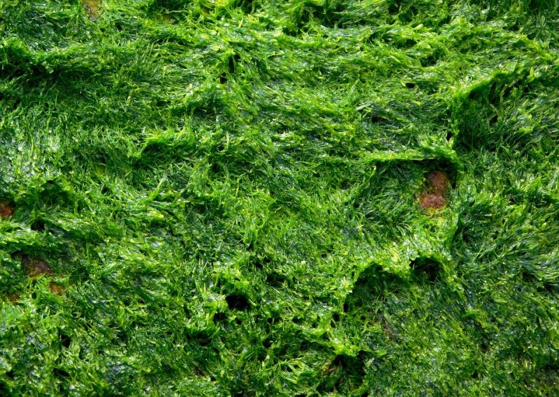 alga-2235382_960_720.jpg