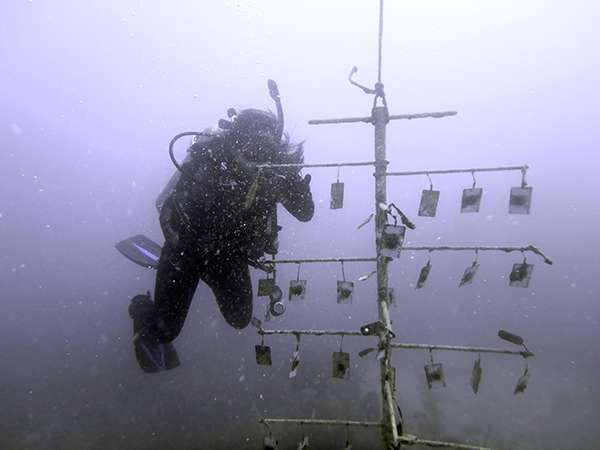 marinescient.jpg
