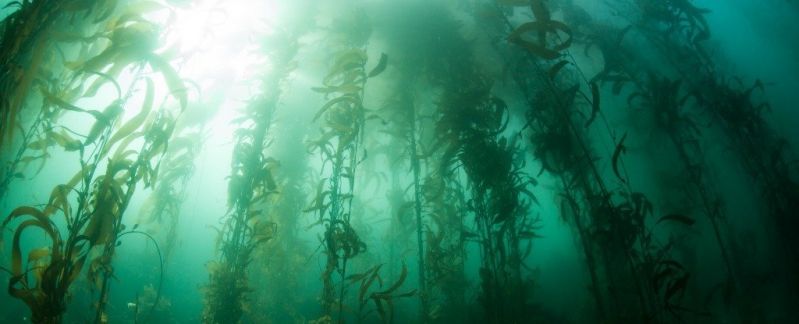 kelpforests_1024.jpg