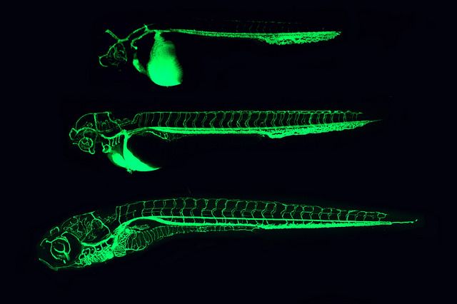 zebrafish.jpg