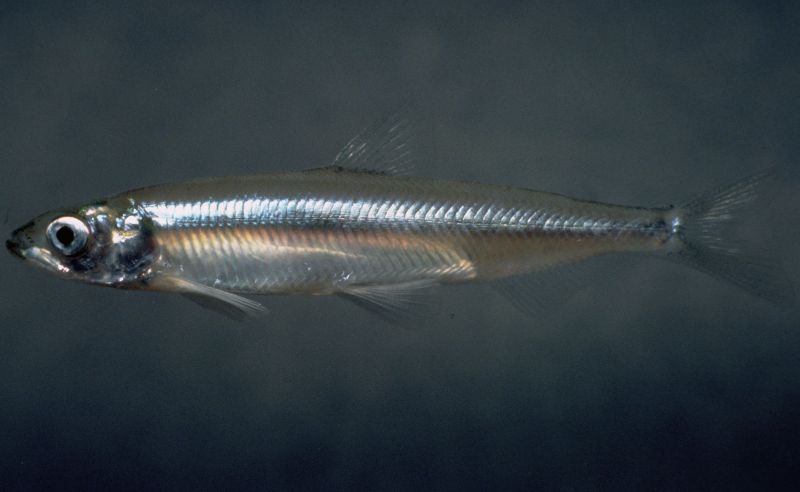 delta smelt.jpg