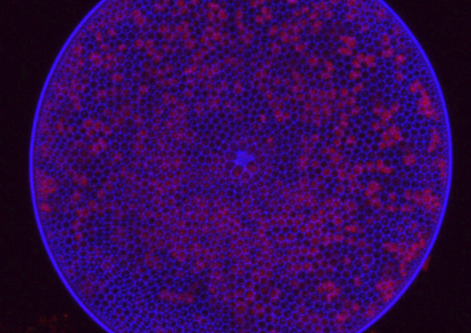 Algae-killing Viruses Spur Nutrient Recycling in Oceans