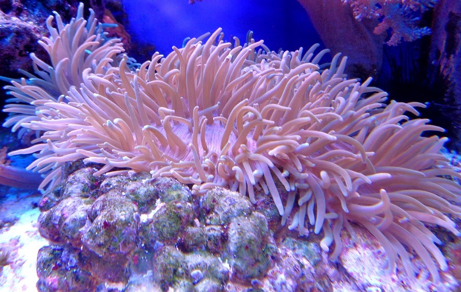 Growing Baby Corals to Rebuild Reefs