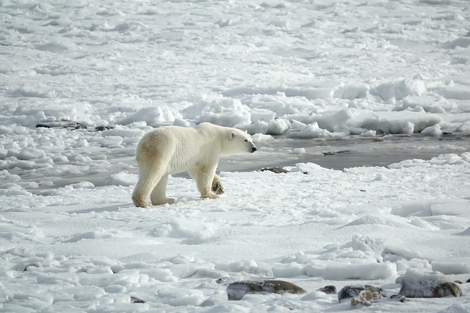 New UN Report to Reveal How Climate Change Affects Ocean, Coastal, Polar and Mountain Ecosystems