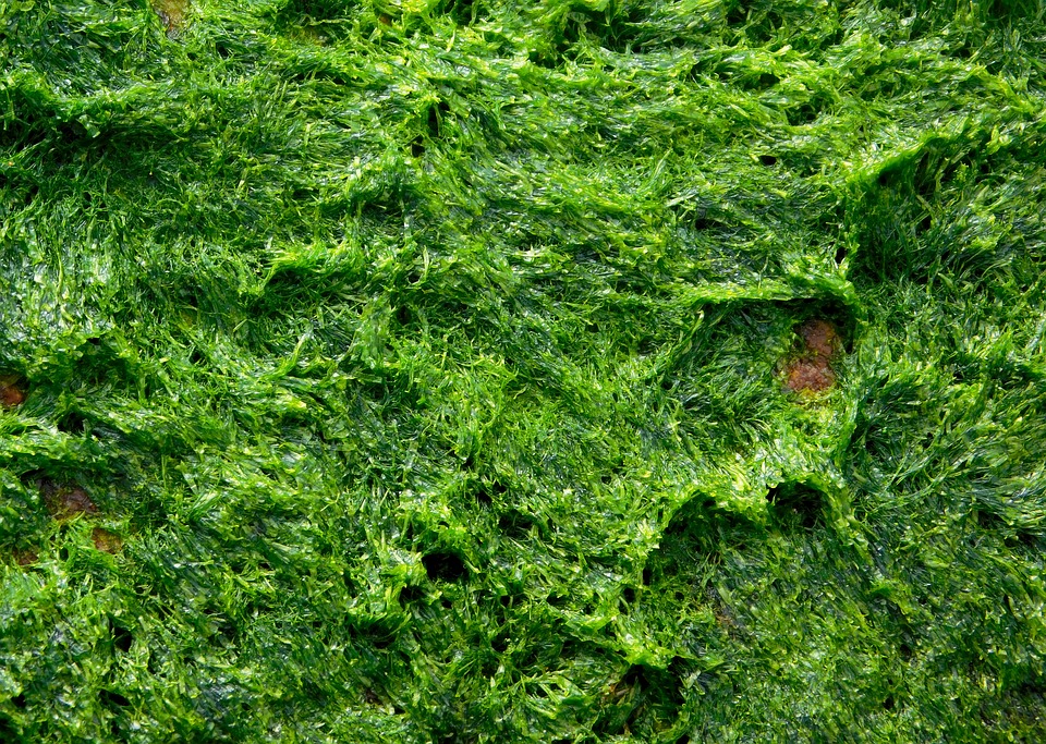 How Algae Change Their Internal Solar Panels to Stay Alive