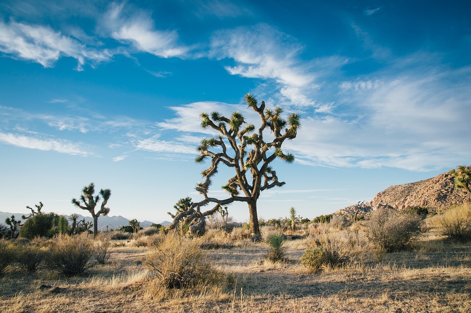 Prolonged Droughts are Transforming Trees Internally