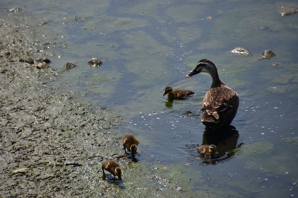 Superbugs: How the world's rivers have become flooded with antibiotics