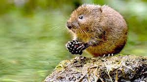 This is Natural England&rsquo;s &lsquo;standing advice&rsquo; for water voles. It is a material planning consideration for local planning authorities (LPAs)...