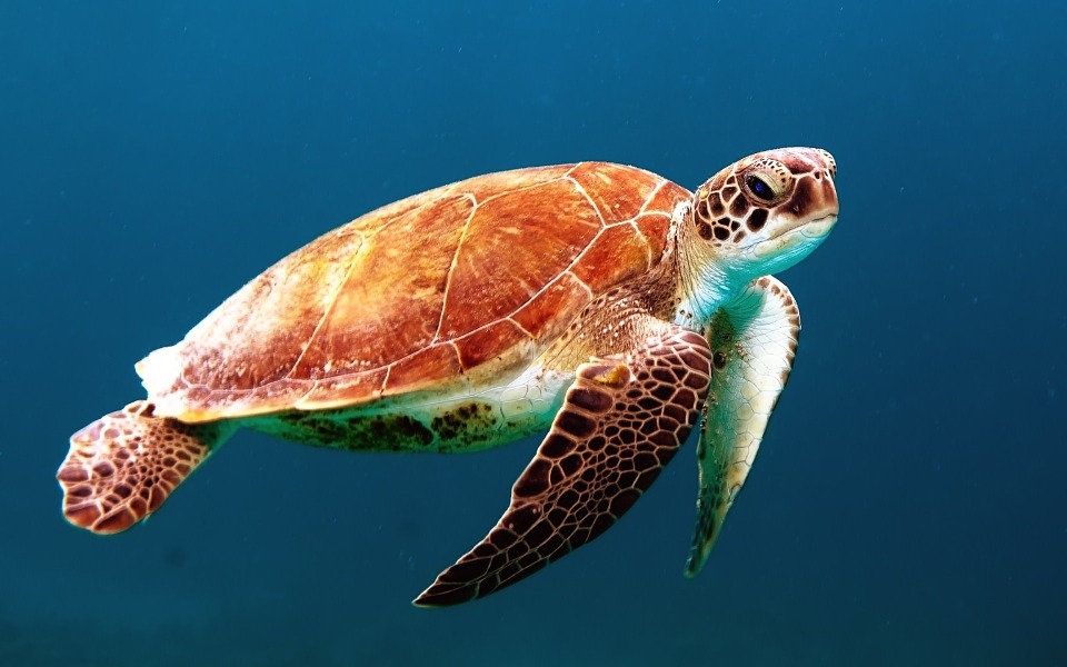 Big Blue Partners Up with Galapagos Conservation Trust