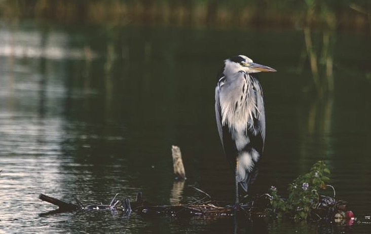 Twice as Many ​Birds After ​Water Restored ​– ​Ecosystem Case ​Study ​