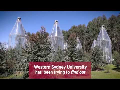 How Water ​Consumption of ​Trees Changes ​When Temperature ​Rises