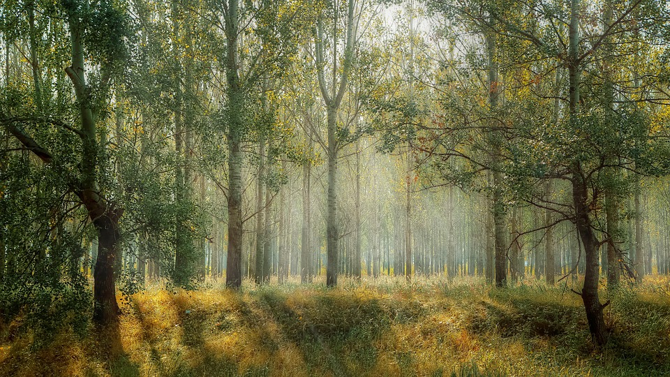 The Global Tree Restoration Potential (Research Paper)