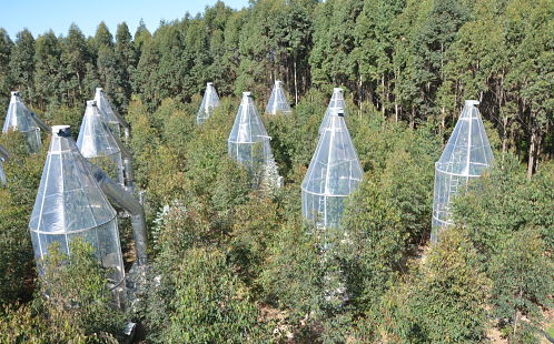 How Water ​Consumption of ​Trees Changes ​When Temperature ​Rises
