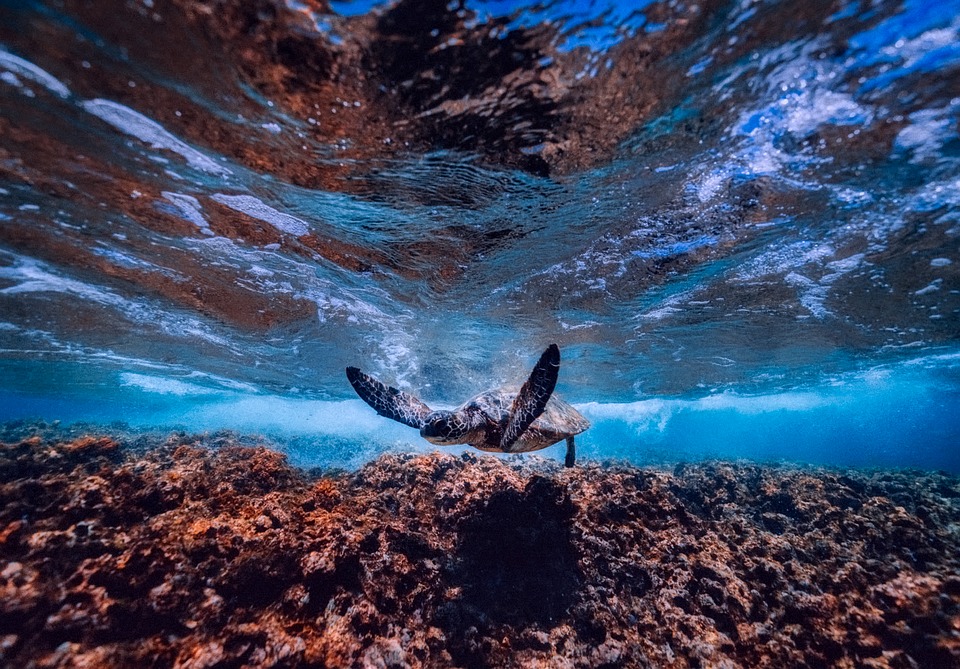 Significant Variations in the Ocean due to Climate Change Still Not Visible