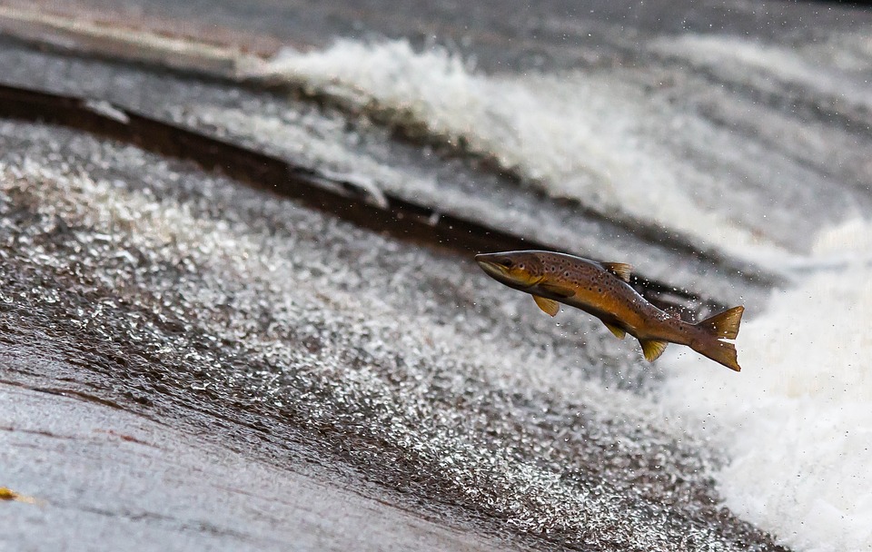 Salmon Face Double Whammy From Toxic Stormwater