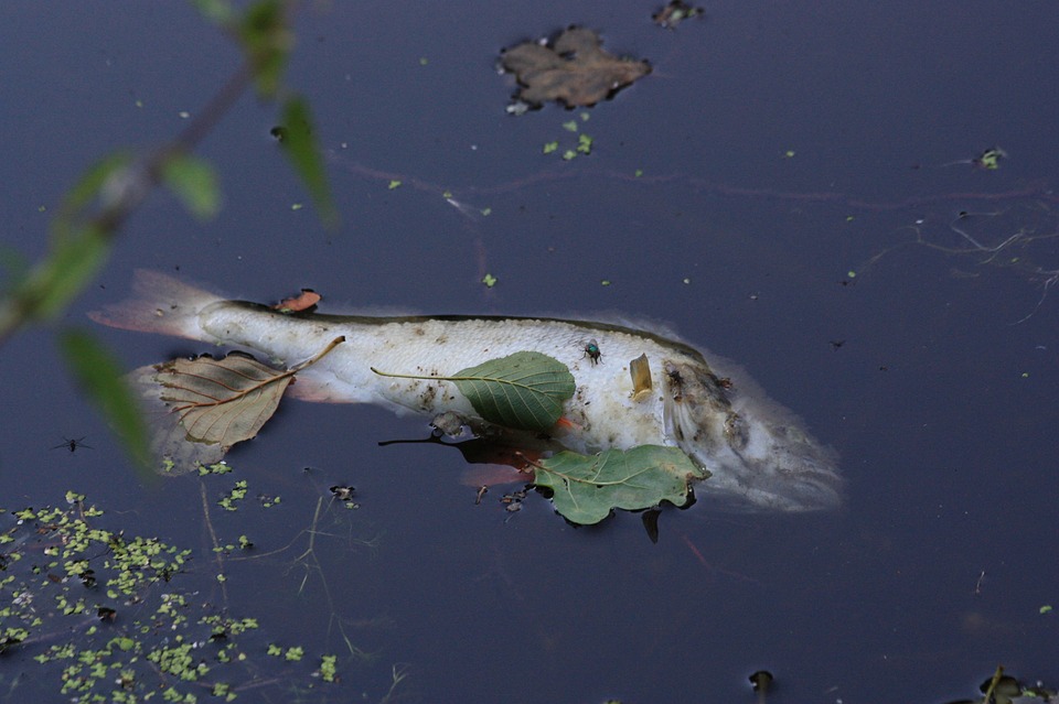 Australia River Agency Pilloried Amid Mass Fish Deaths