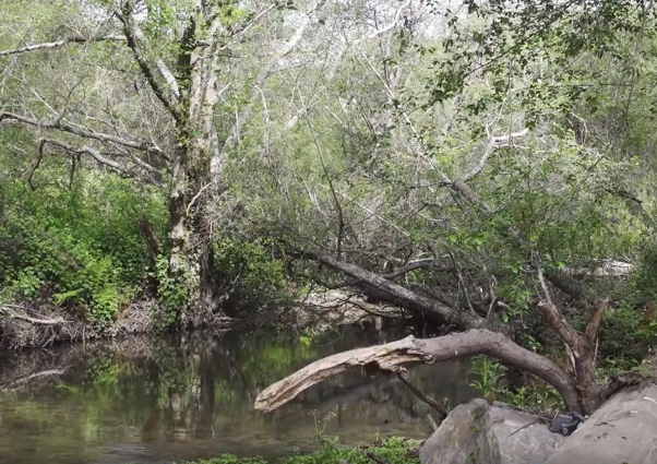 Central California's Stream Restoration Projects Unevenly Distributed