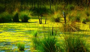 Restoring wetlands is crucial to meet SDG-targets