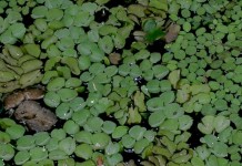 Research On Uganda's New Water Weed