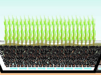 Constructed Wetlands Show Promise in Managing Nutrients