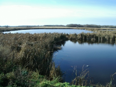 Brooklyn's Wetland