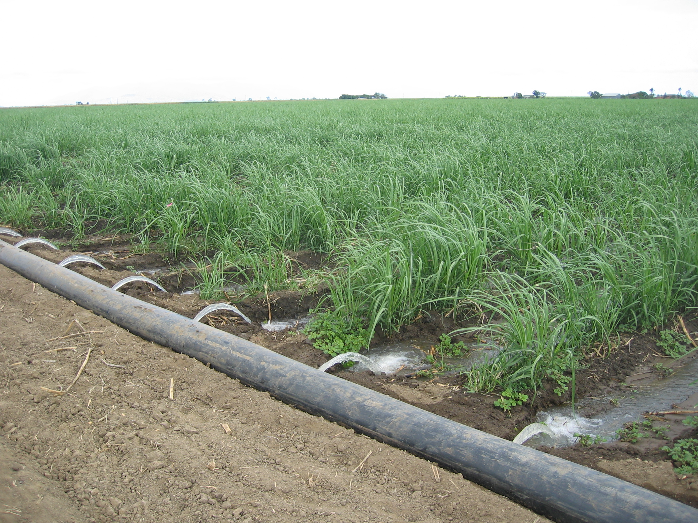 Irrigators Frustrated at Cost-Benefit Study into Desalination Plant