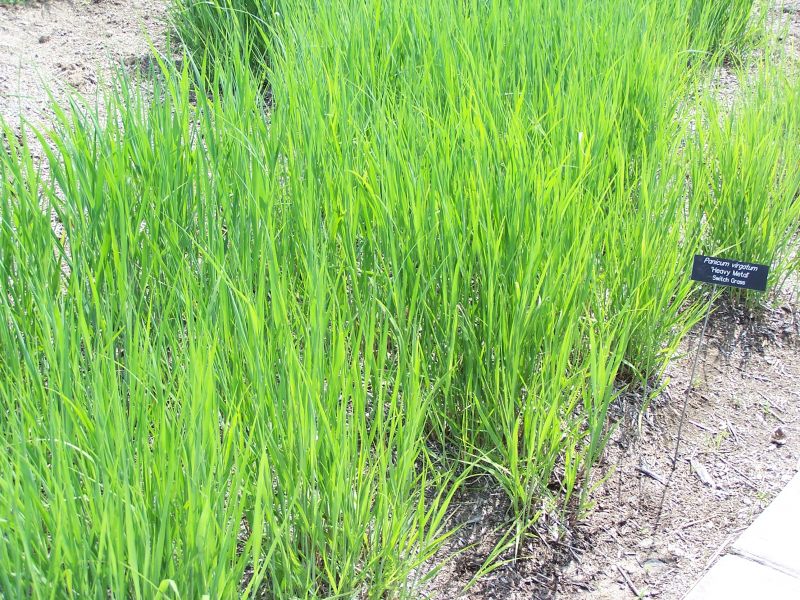 Panicum_virgaturn_heavy_metal_switch_grass_MN_2007.JPG