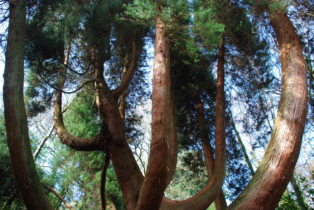 World's Tallest Tree Storing Water