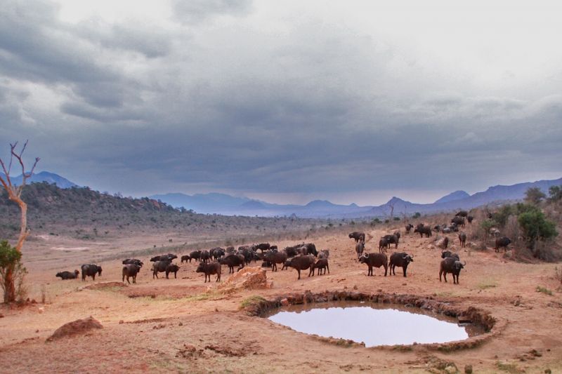 watering-hole-605299_960_720.jpg