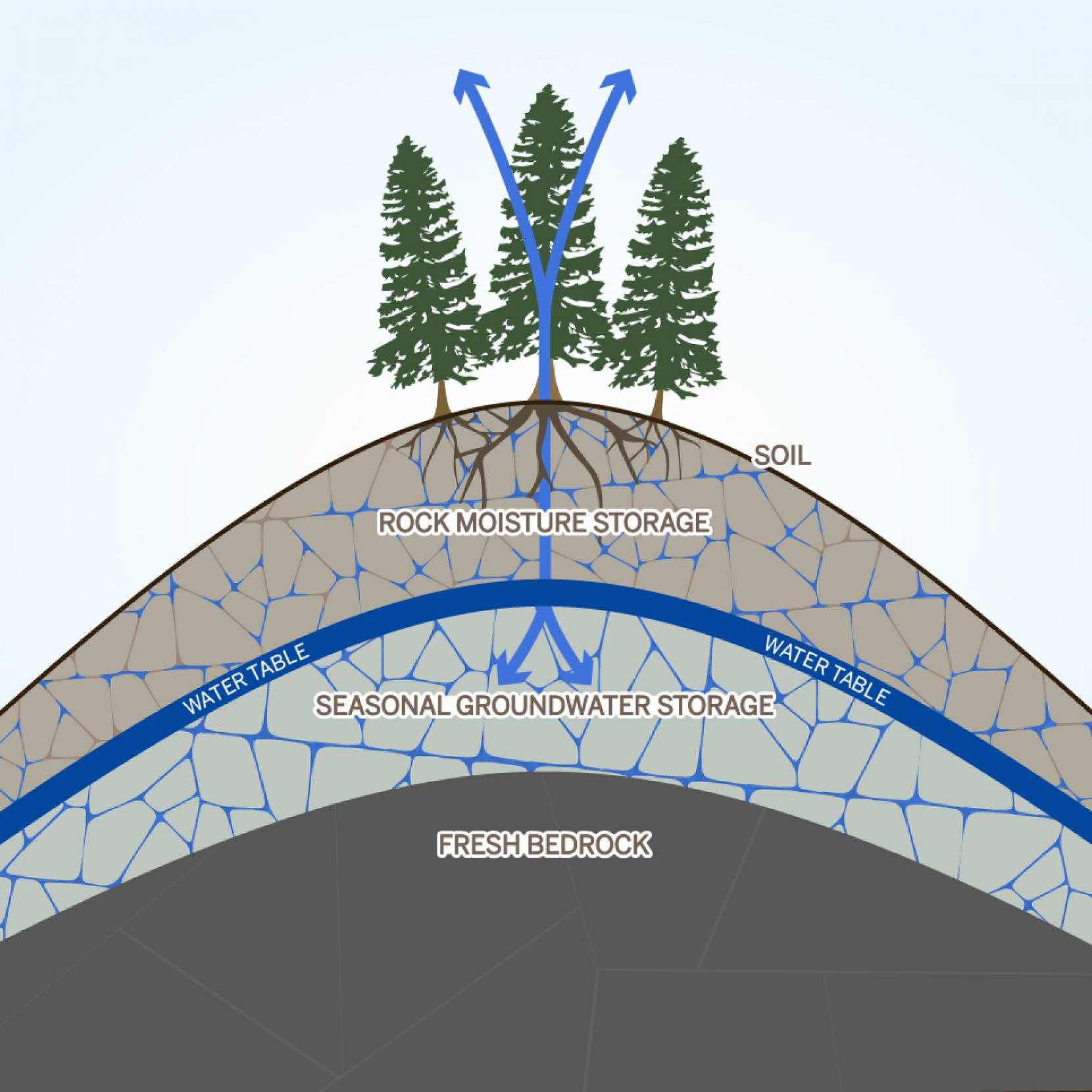 Hidden “Rock Moisture” Could Explain Forest Surviving Drought