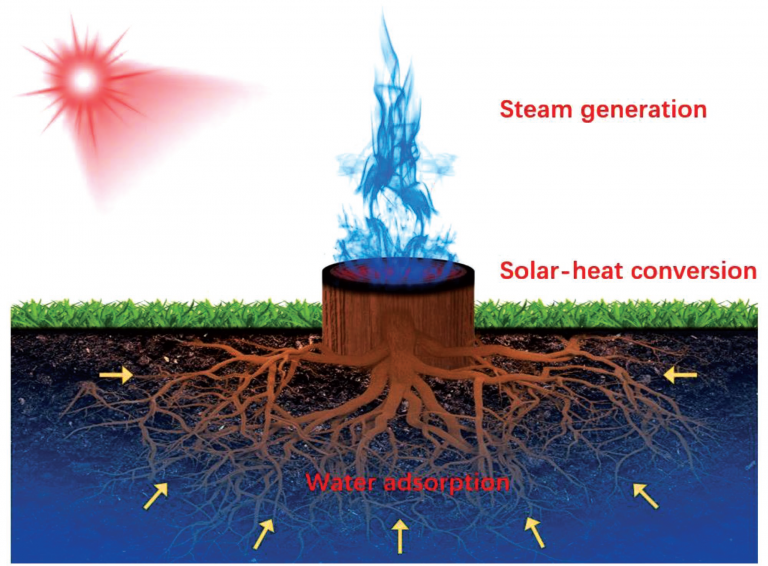 Carbon ​Nanotubes ​Extract Groundwater Via the ​Roots of Tree ​Stumps