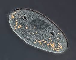 paramecium.jpg