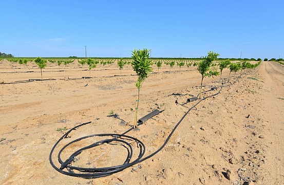 Asia’s Food Supply Weathers California’s Drought
