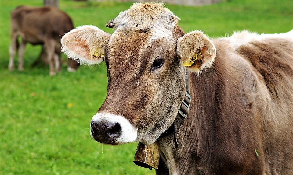 Increasing ​Dairy Effluent ​and Water Efficiency