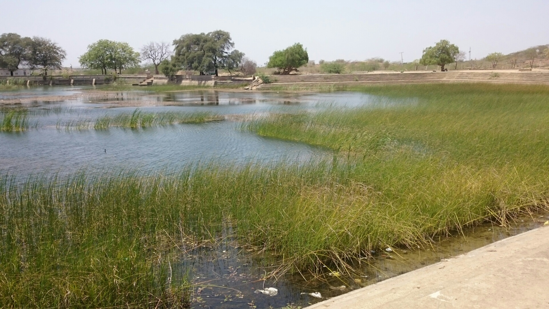 Lake Cleaning