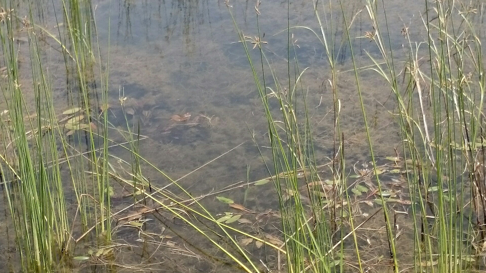 Lake Cleaning