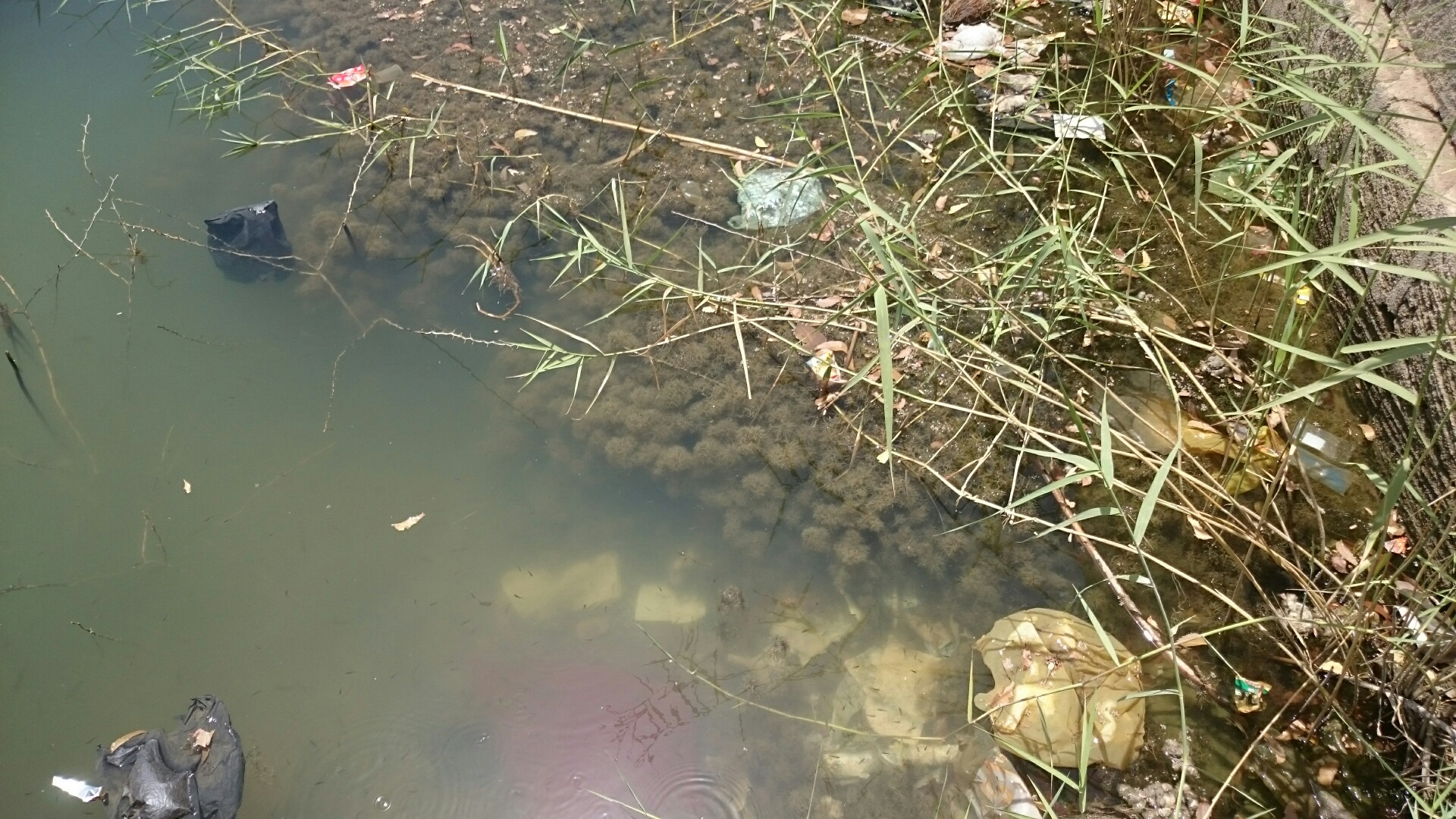 Lake Cleaning