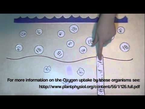 Learn all about oxygen isotopes and how they are used in climate studies