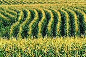 corn_field.jpg
