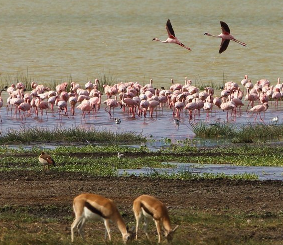 Tanzania's Water Project to Reduce Human-Wildlife Conflicts