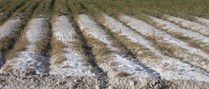 Salinity Issues With Irrigation Water