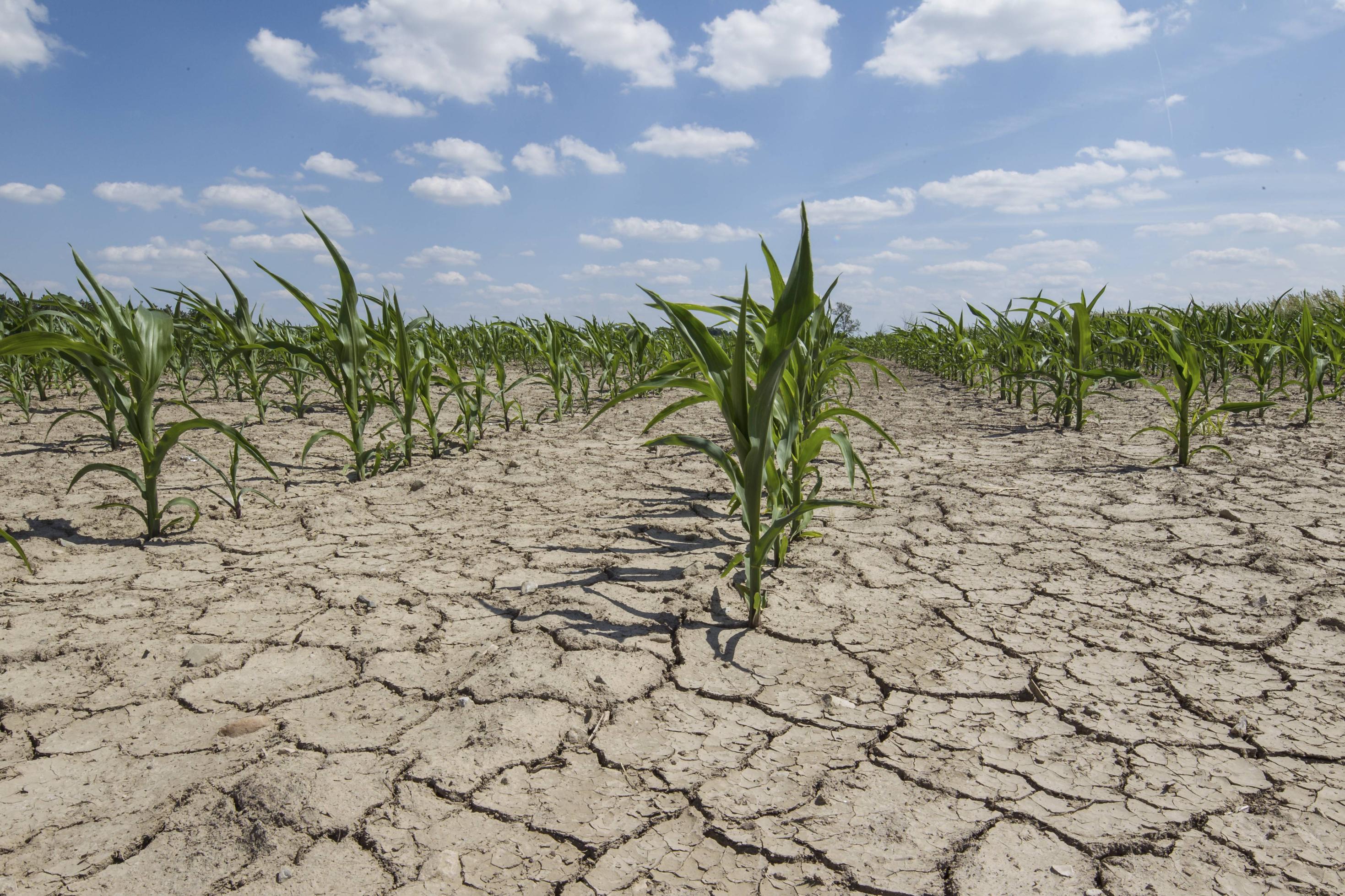 Impact of Water Shortages on Irrigation