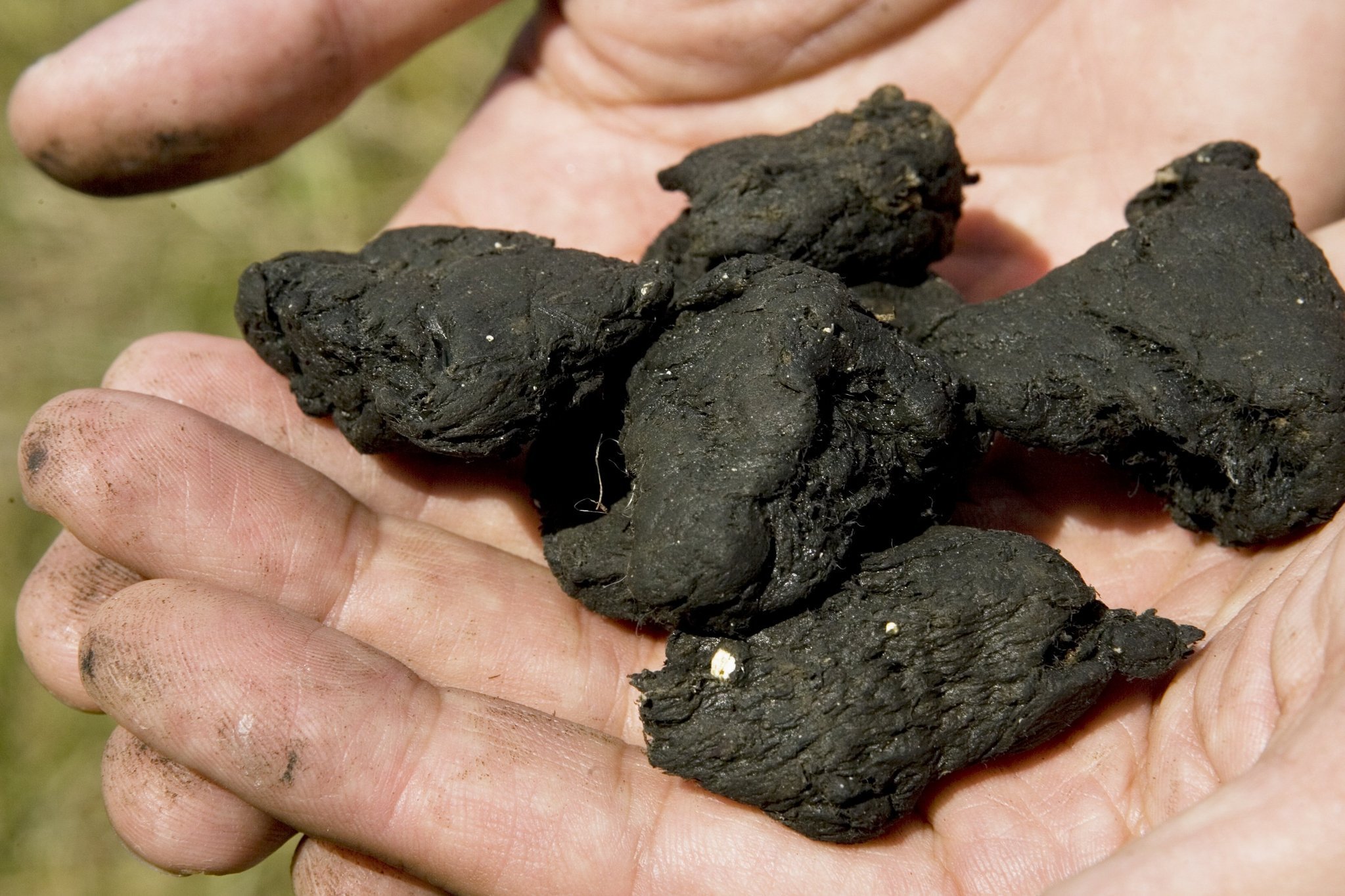 Turning Sewage Sludge into Fuel