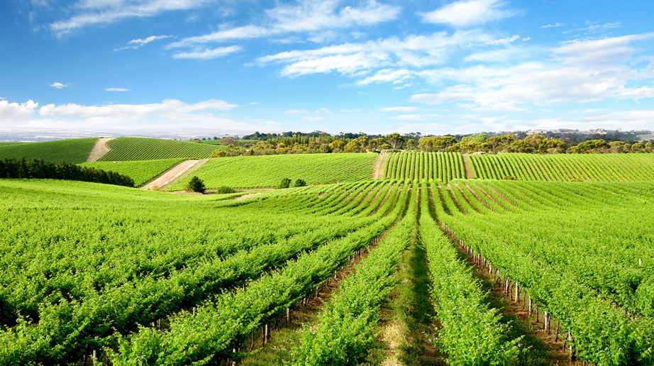 How To Factor Irrigation Water Into Nitrogen Budgets