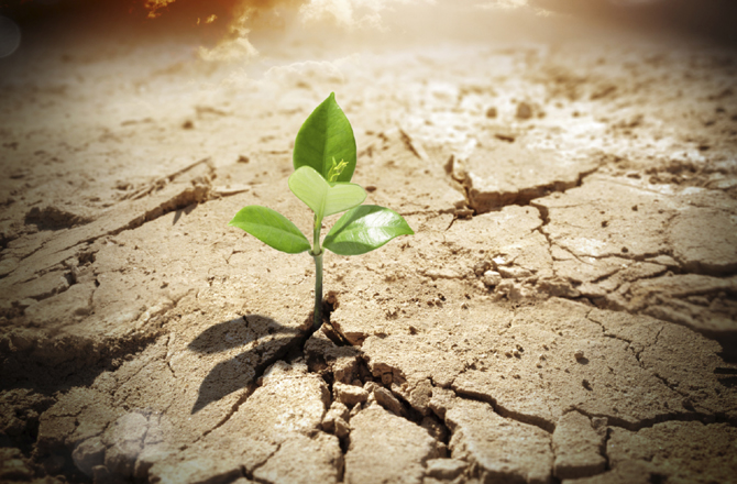 Scientist Leading Research into Drought-resistant Crops