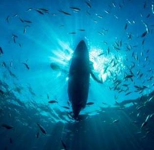 Partnership to Revolutionise Underwater Quality Testing