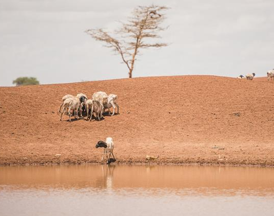 4 Quarters of Success in the Fragile State of Somaliland