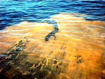 Harmful Algal Blooms and Water Quality