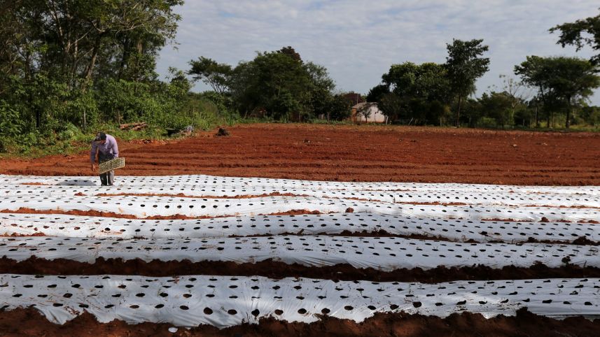Drought-stricken Paraguayan Farms Adopt Israeli Drip Technology